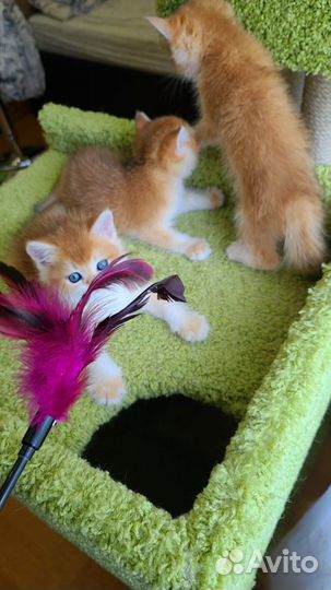 Котята Британская золотая шиншилла Ny12