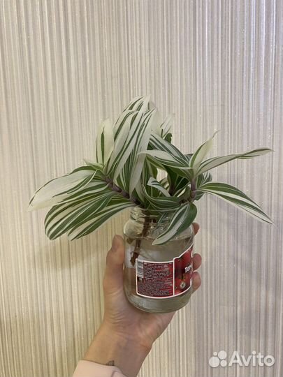 Традесканция