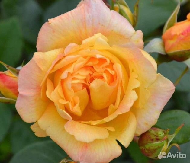 Розы плетистые саженцы