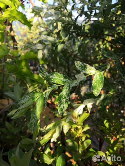 Ива цельнолистная 