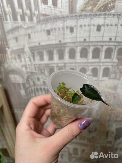 Алказия бамбино