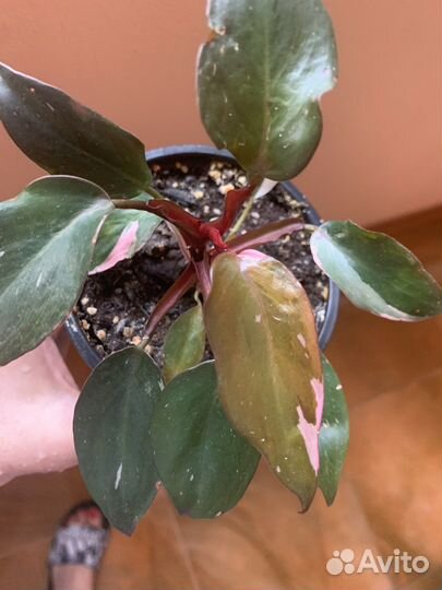 Филодендрон розовая принцесса