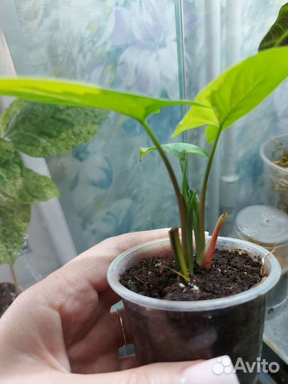 Сингониум Imperial yellow /возможен обмен