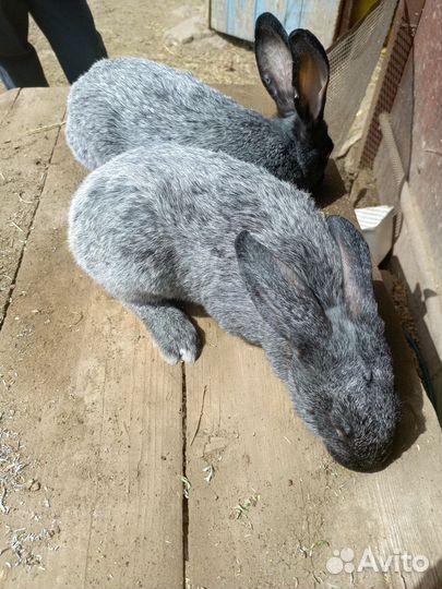 Кролик Полтавское серебро, Панон