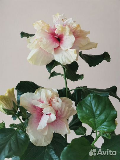 Гибискусы сортовые