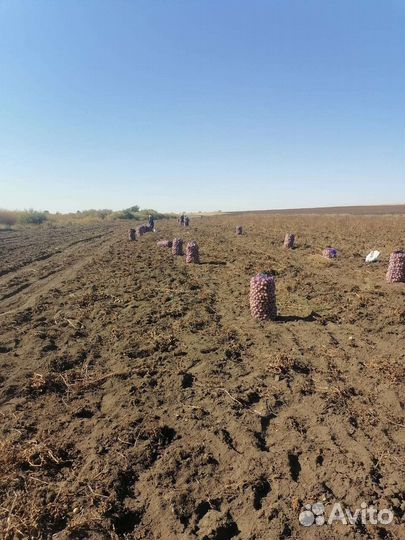 Продам картофель