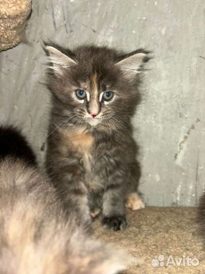 Кошка майнкун