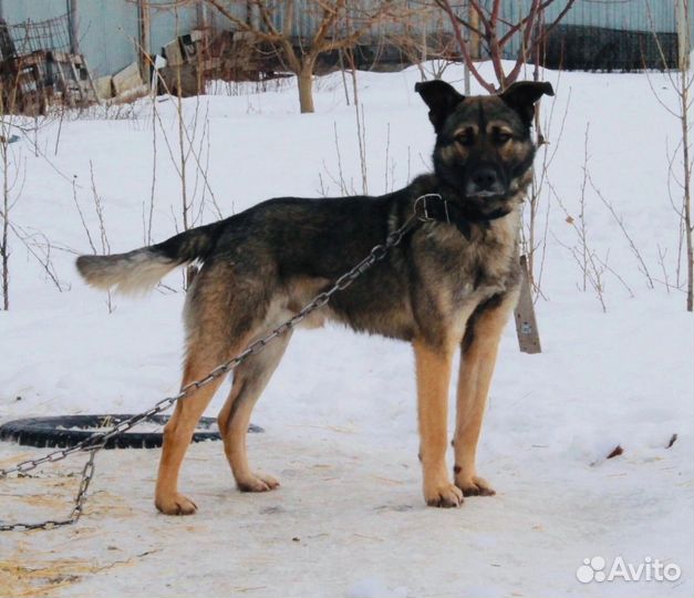 Пес Болтун