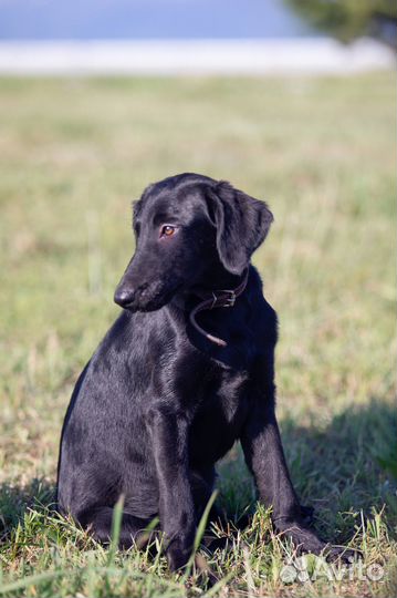 Щенок бесплатно