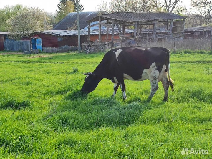 Коровы дойные молочные