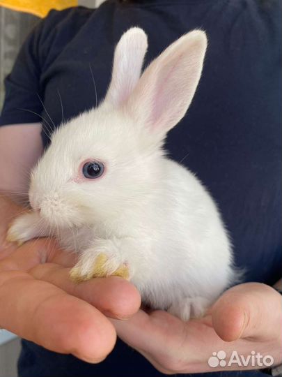 Декоративные кролики