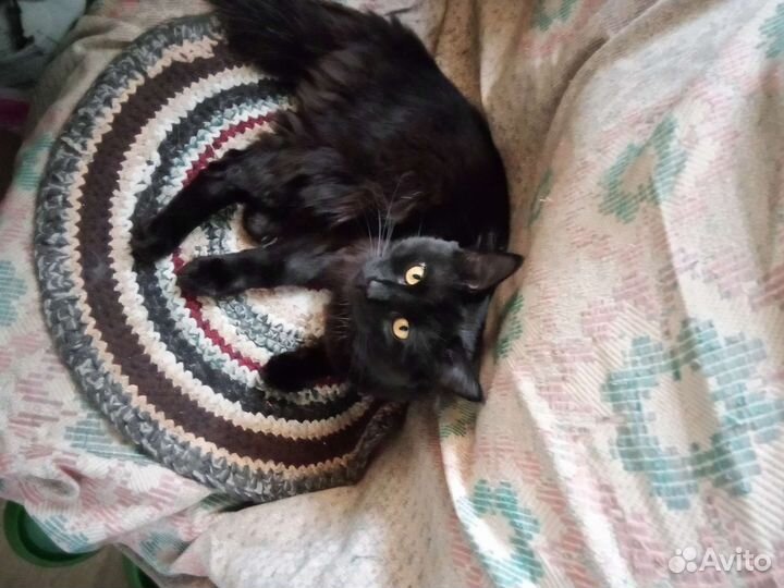 Отдам бесплатно