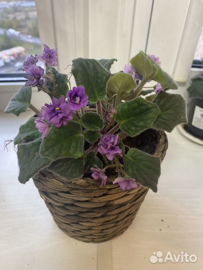 Цветы фиалки