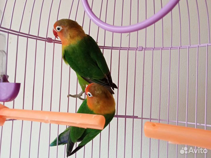 Обмен или продажа попугаев