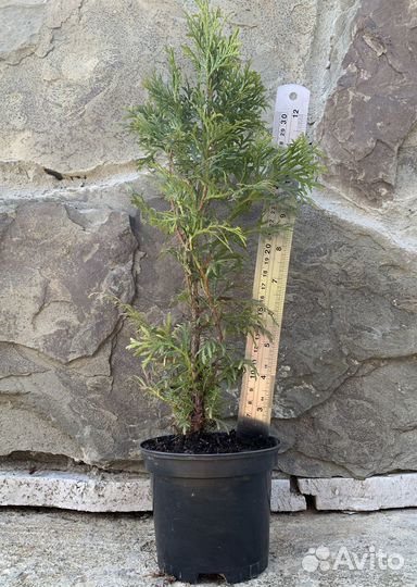 Туя западная Саженец 2года h30+, Р13