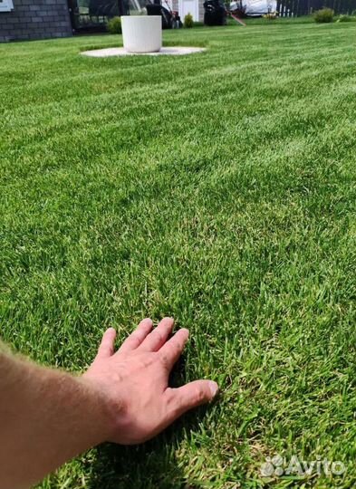 Рулонный газон 3-х летний