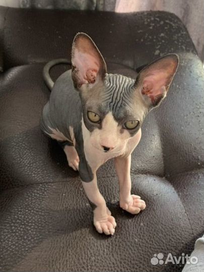 Донской сфинкс