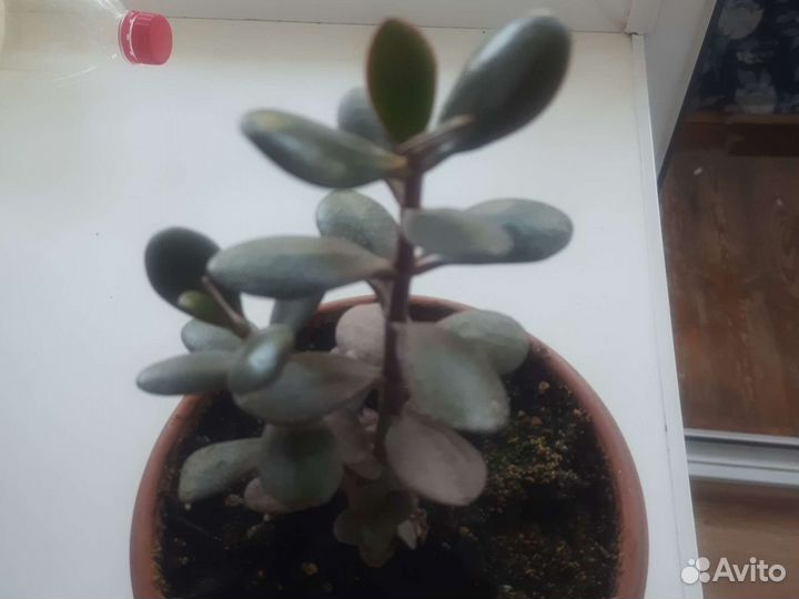 Комнатные цветы