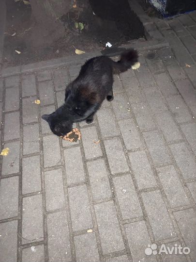 Кот в добрые руки