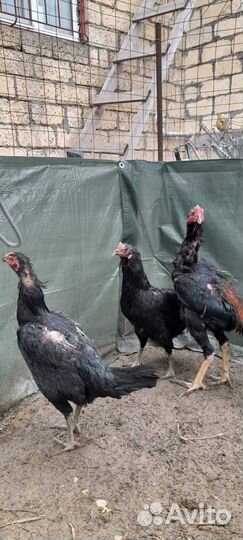 Бойцовая птица