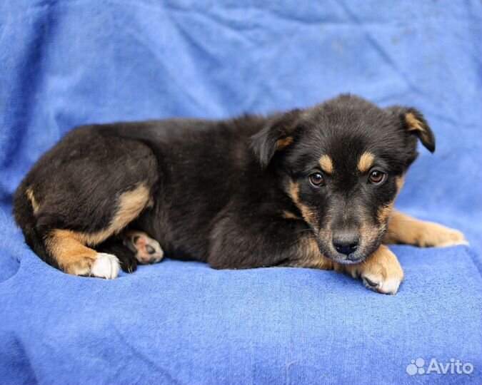 Малышка Сильва