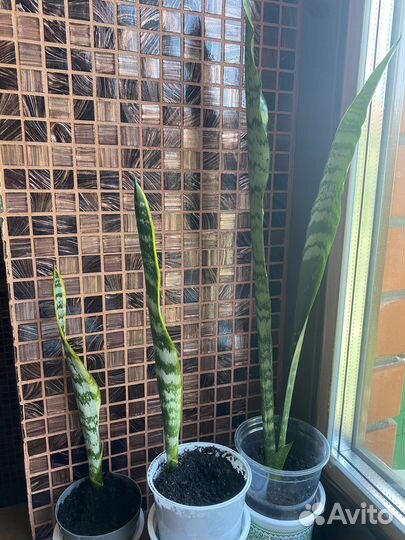 Сансевиерия трехцветная, зеленая