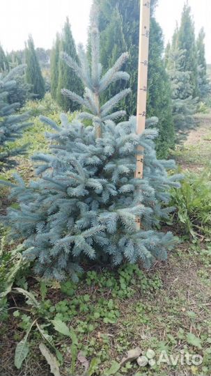 Ель голубая