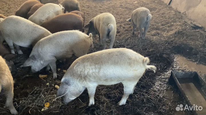 Мангалица поросята