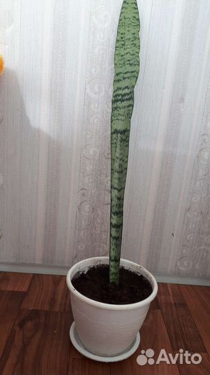 Сансивиерия (тёщин язык)
