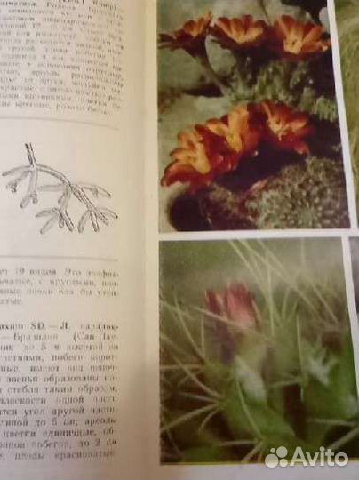 Книга Кактусы