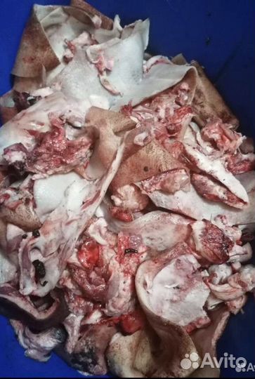 Мясо свинина