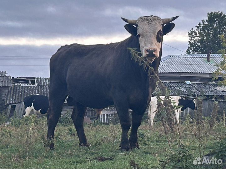 Продам быков и телку