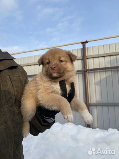 Отдам щенка в добрые руки
