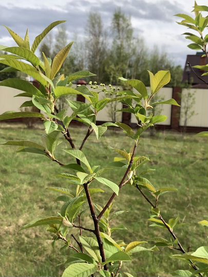 Участок 18 сот. (СНТ, ДНП)