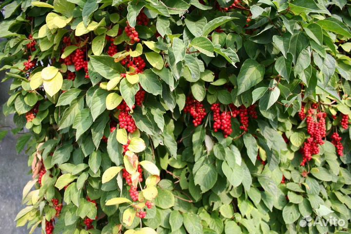 Лимонник китайский