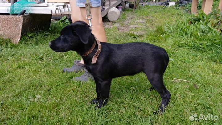 Щенки в добрые руки