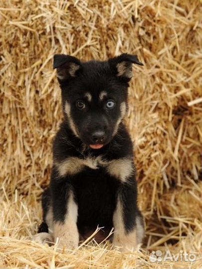 Щенки ищут дом