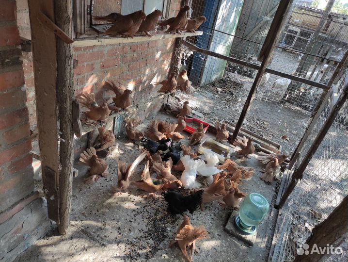 Продажа статных голубей