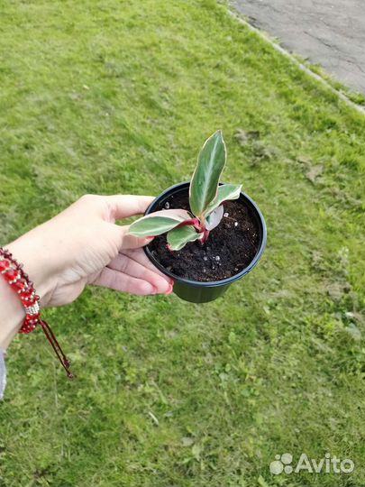 Строманта триколор