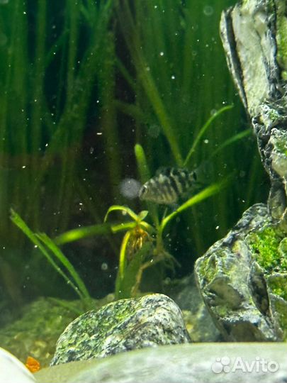 Рыба попугай