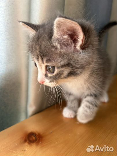Котенок девочка в добрые руки