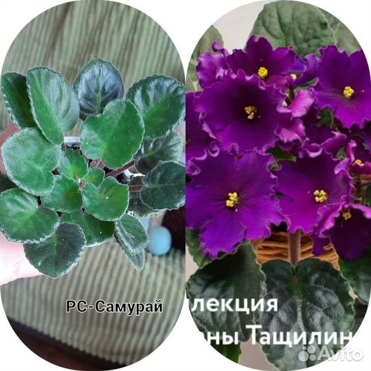 Сортовые фиалки