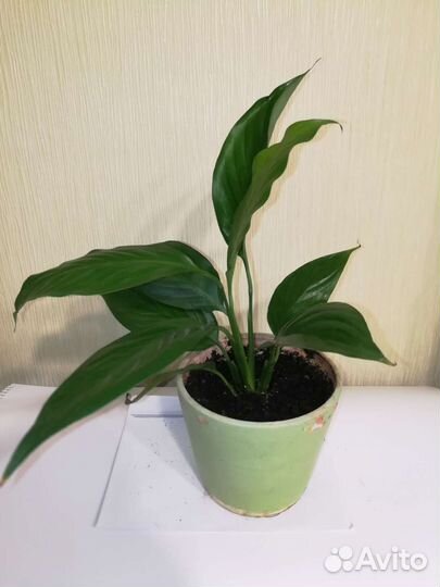 Спатифиллум