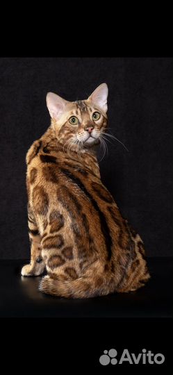 Бенгальский кот