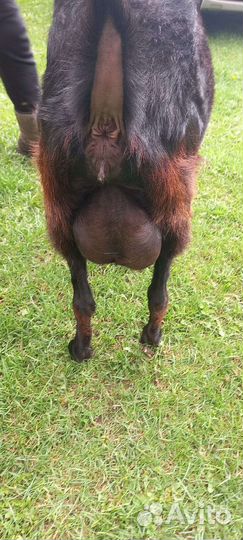 Дойные козы