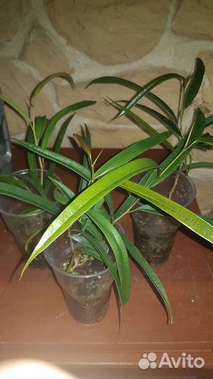 Фикус Бенджамин Али