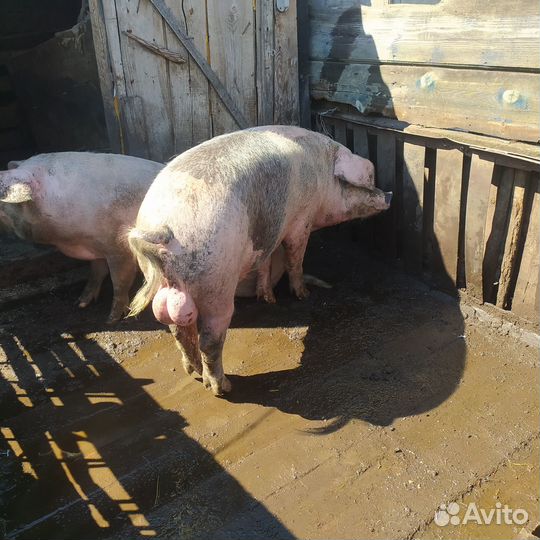 Хряк на племя