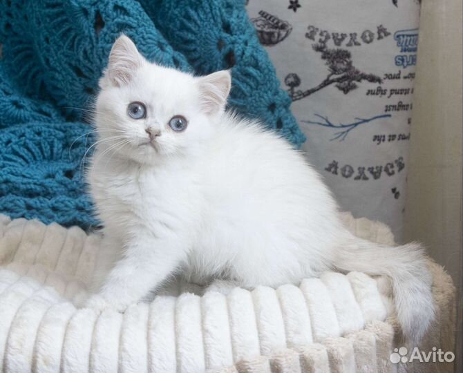 Британские котята с синими глазами