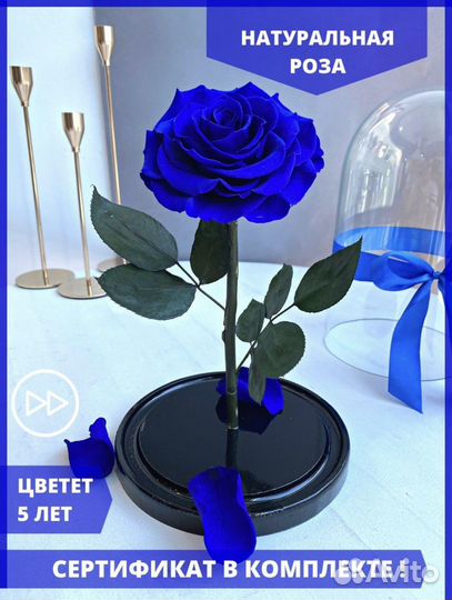 Живая роза в колбе