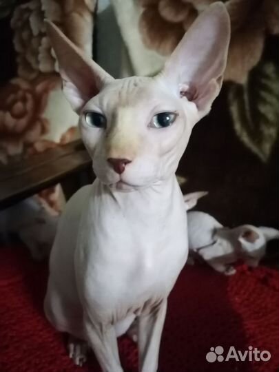 Канадский сфинкс котенок